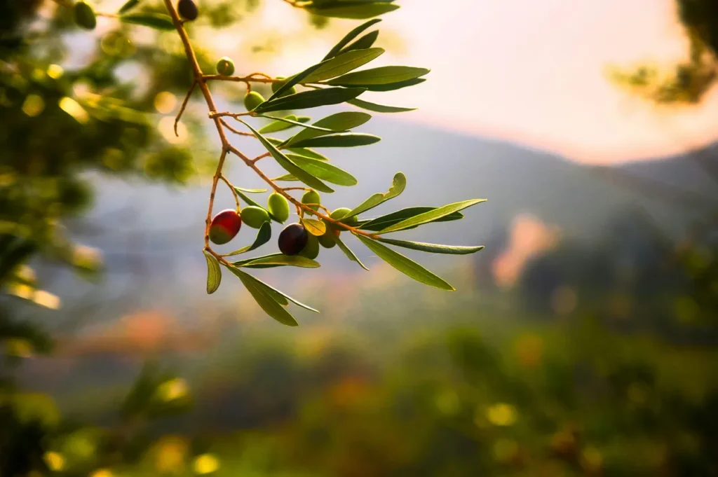cretan olive
